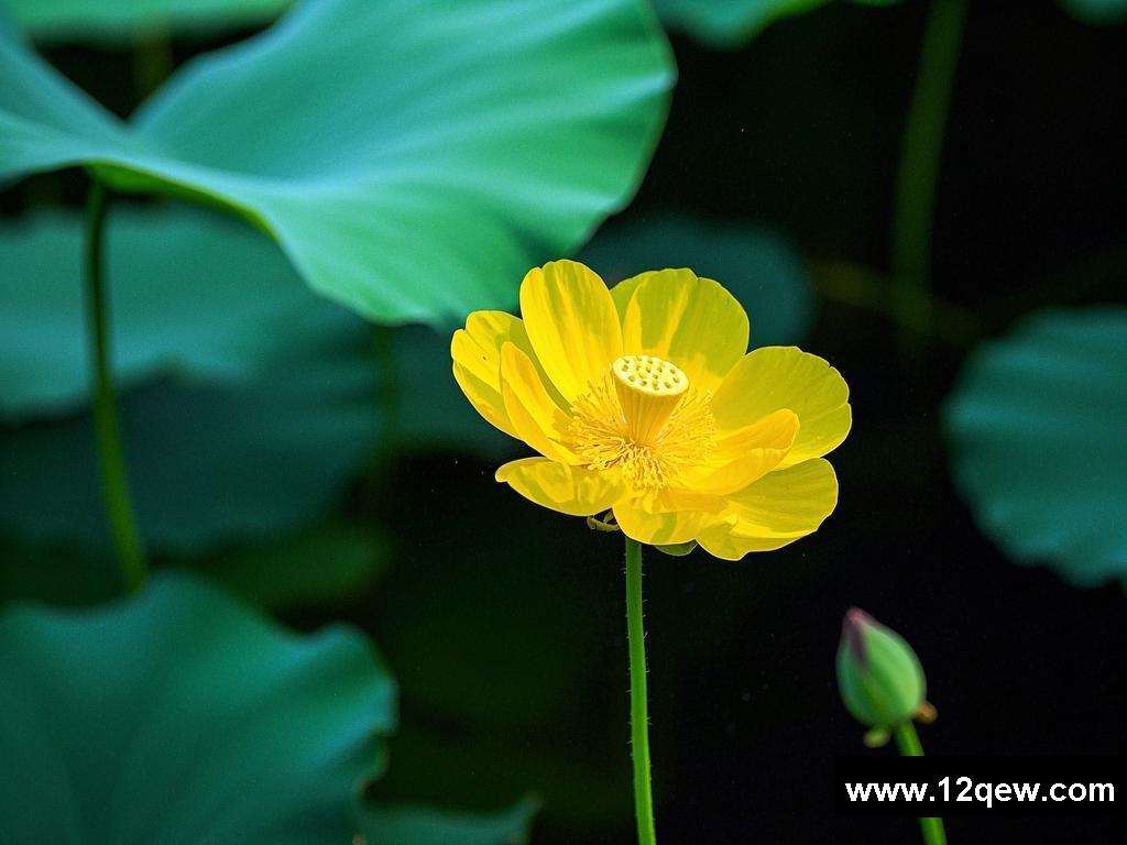 Yang Mou